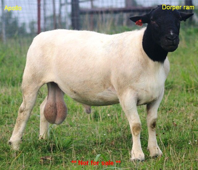 Apollo: 176 pounds of grass-fed producing machine