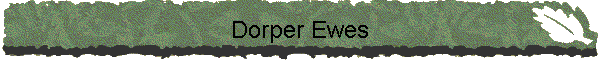 Dorper Ewes
