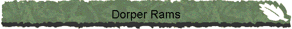 Dorper Rams