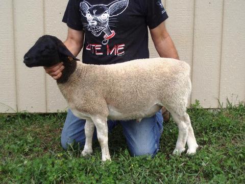 Dorper Ram - 1201