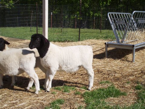 Dorper Ram - 1305