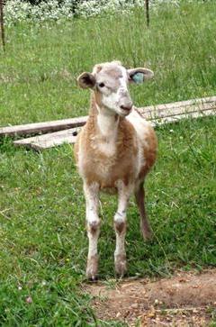 Katahdin Ram - BEL 01