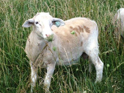 Katahdin Ram - BEL 03