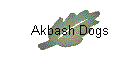 Akbash Dogs