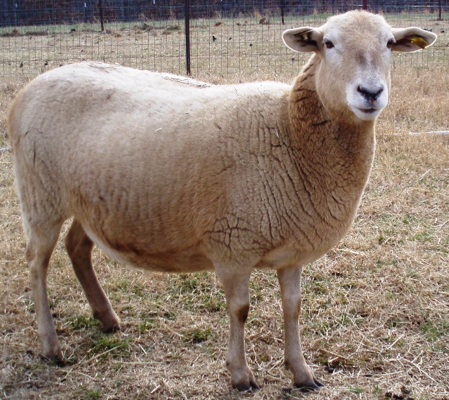 Katahdin Ewe - Cinnamon