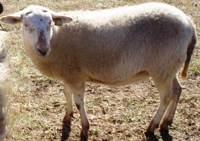 Katahdin Ewe - Rosemary