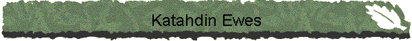 Katahdin Ewes