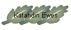 Katahdin Ewes
