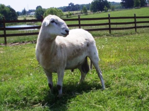 Taragon pictured as a yearling